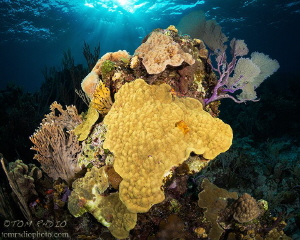 Coral Reef
Bahamas by Tom Radio 
